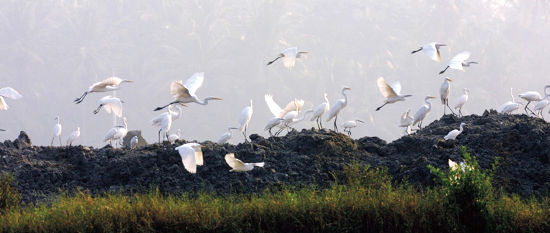   AIGRETTE PARADISE