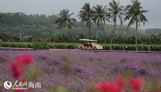 花怒放果飄香 博鰲鄉(xiāng)村會客廳再迎四?？?/></a><span><a href=