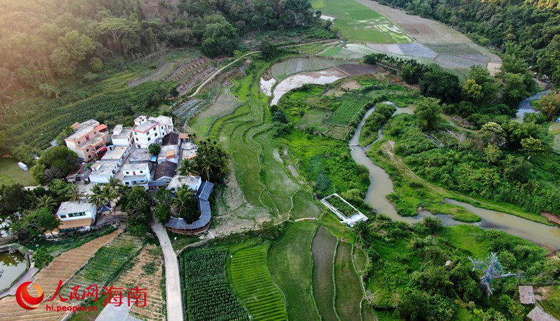 五指山毛納村：茶香四溢 日子更旺