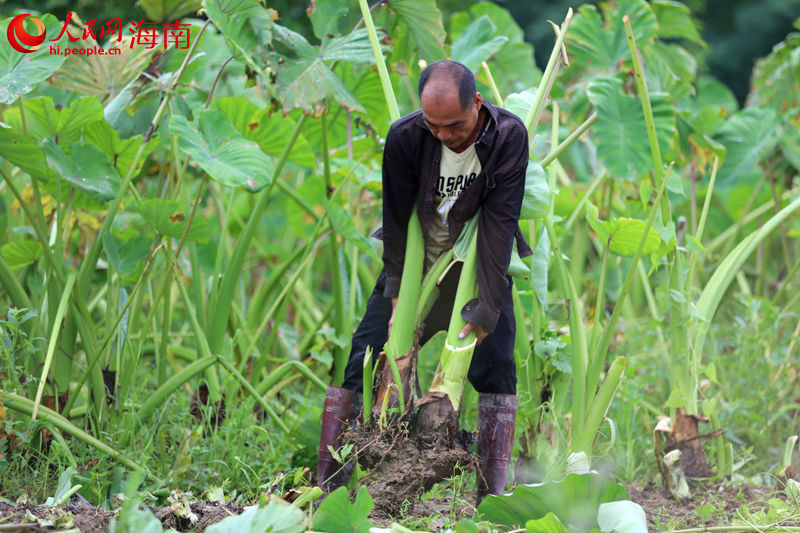 村民正奮力拔起香芋。 人民網(wǎng) 孟凡盛攝