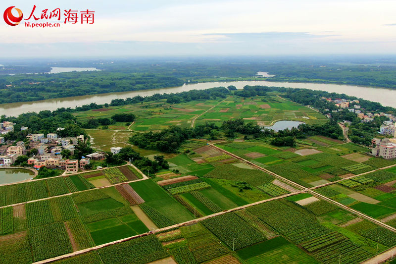 ?？谑旋埲A區(qū)五一村委會香芋種植面積約700畝。 人民網(wǎng) 孟凡盛攝