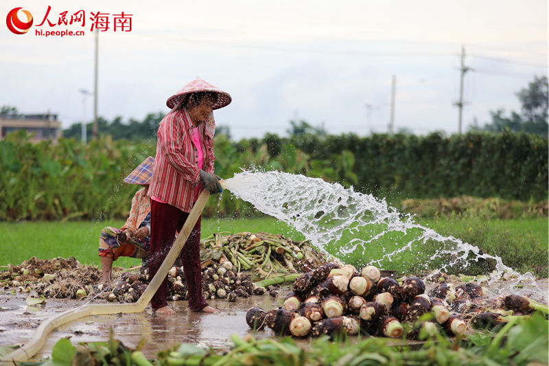 香芋在地里割斷莖稈后，村民用水清洗附著在香芋上的泥土。 人民網(wǎng) 孟凡盛攝