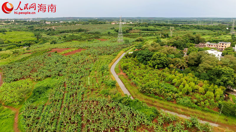 福山鎮(zhèn)敦茶村委會洋道村的石榴地。 人民網(wǎng) 孟凡盛攝