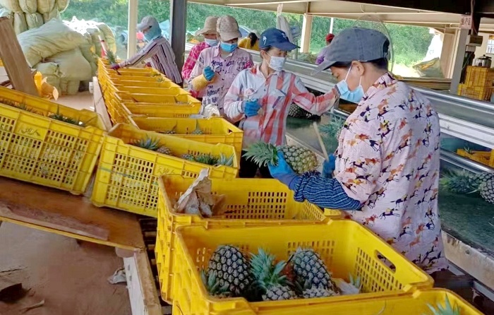 臨高縣臨城鎮(zhèn)蘭羅村村民正在分揀打包鳳梨。