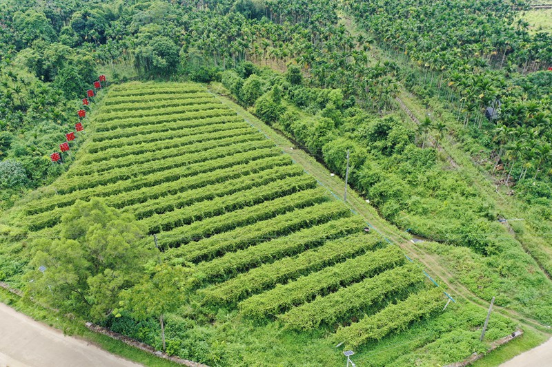 嶺口鎮(zhèn)田堆村綠油油的百香果園。張博攝