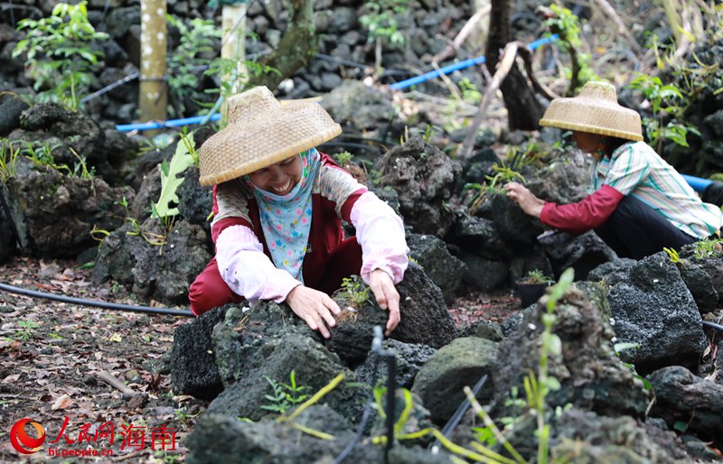 施茶村石斛園基地里，農(nóng)民正在勞作。人民網(wǎng) 孟凡盛攝