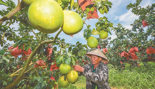 美臺(tái)蜜柚基地里工作人員在精心管護(hù)果樹