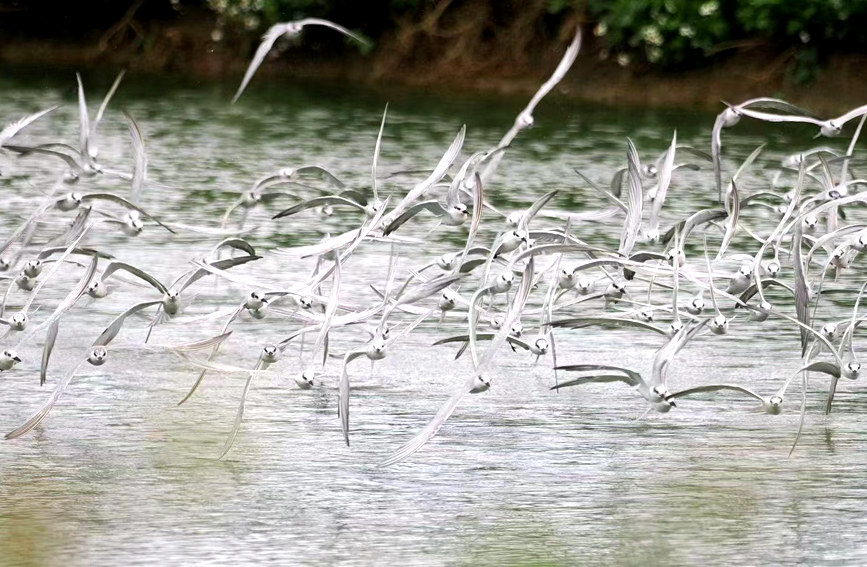 漫天飛舞的灰翅浮鷗掠過(guò)水面。盧剛攝