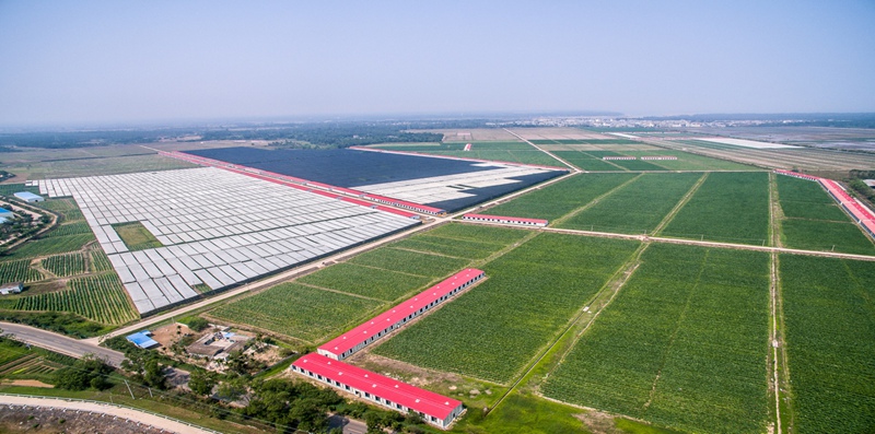 航拍雪茄種植基地。主辦方供圖