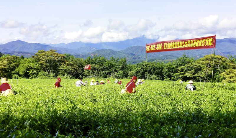 田間采茶。海墾熱作集團供圖