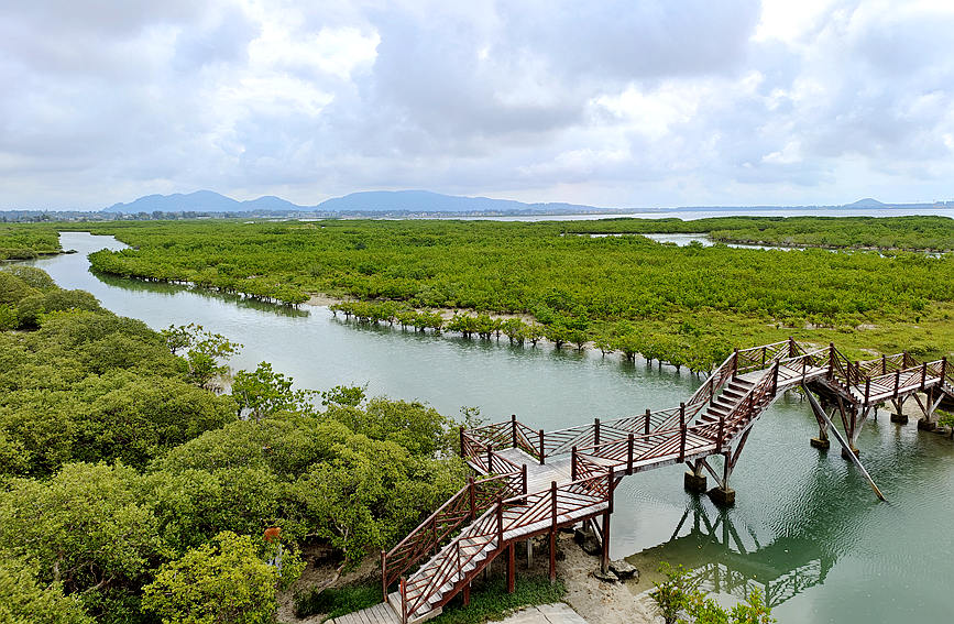 陵水新村紅樹(shù)林國(guó)家濕地公園：生態(tài)“綠富美”