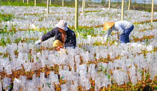 12月19日，海南省沉香工程技術(shù)研究中心沉香優(yōu)良種苗培育基地，工人在管護(hù)沉香苗。張茂攝