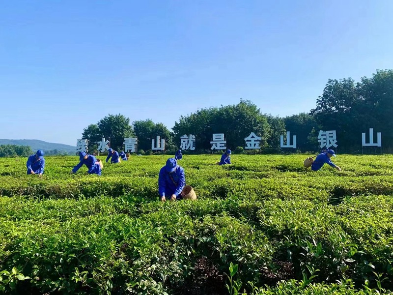 白沙綠茶茶園。海墾熱作集團(tuán)供圖