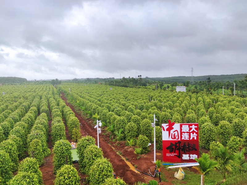 大坡胡椒基地。海墾熱作集團(tuán)供圖