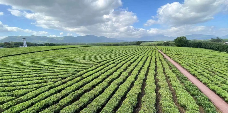 一望無際的白沙綠茶茶園。海墾熱作集團供圖