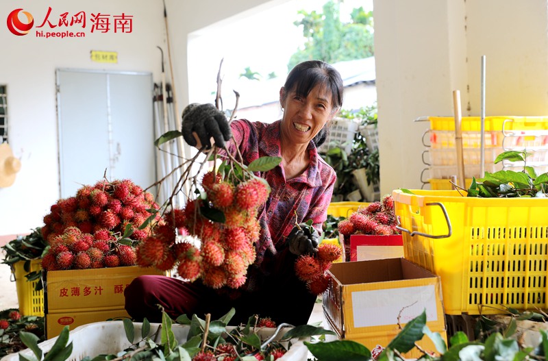 工人們正在挑選飽滿的紅毛丹。人民網(wǎng) 符武平攝