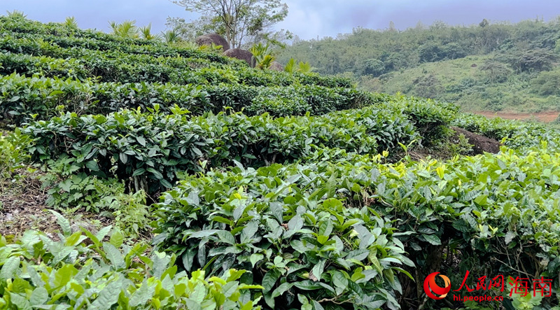 海墾白馬嶺茶場。人民網(wǎng) 孟凡盛攝