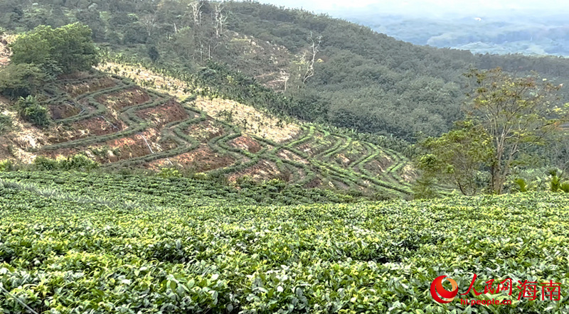 海墾白馬嶺茶場。人民網(wǎng) 孟凡盛攝