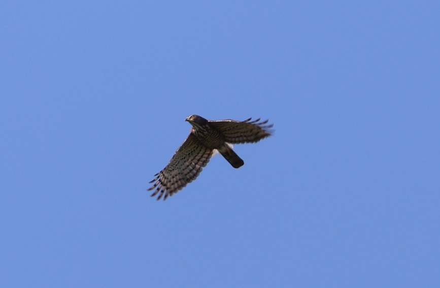 鳳頭鷹是昌江海尾國家濕地公園（試點(diǎn)）第四年度生態(tài)監(jiān)測增加的鳥種。薛美麗攝