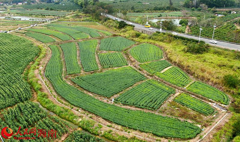 毛豆種植基地。人民網(wǎng) 符武平攝