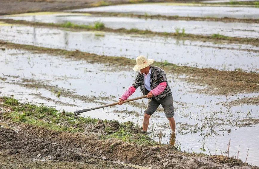 村民在田間鋤地。羊文彪攝