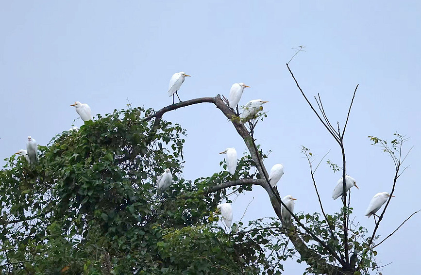 早春鳥(niǎo)兒鬧枝頭。薛美麗攝