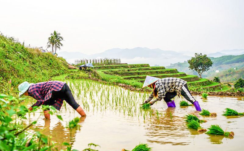 農(nóng)戶們正在辛勤勞作，牙胡梯田處處可見農(nóng)忙景象。傅金城 攝