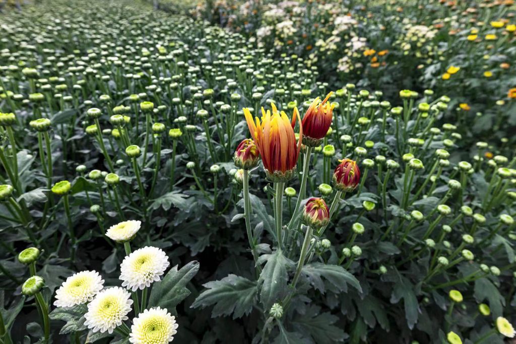 一朵朵菊花綻放笑顏。陳允武 攝