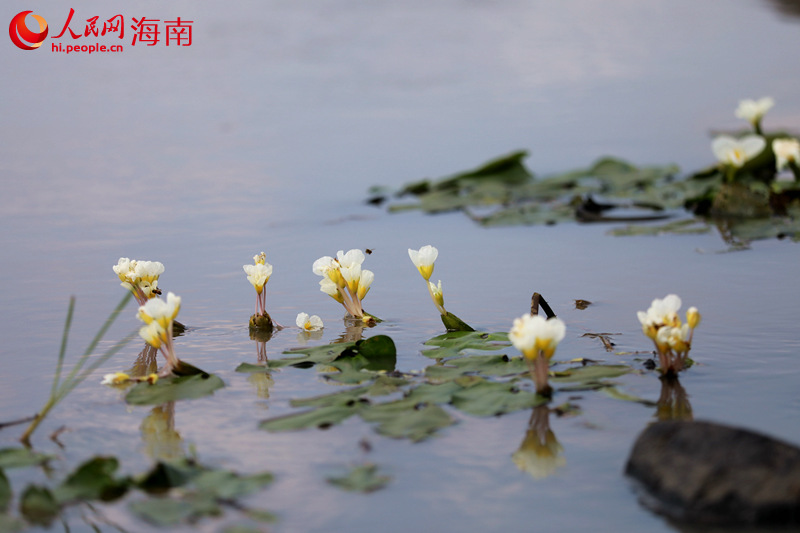 國家二級重點保護野生植物水菜花伸展著白色的花裙，清澈的水面倒映出它美麗的身影。 人民網(wǎng) 孟凡盛攝