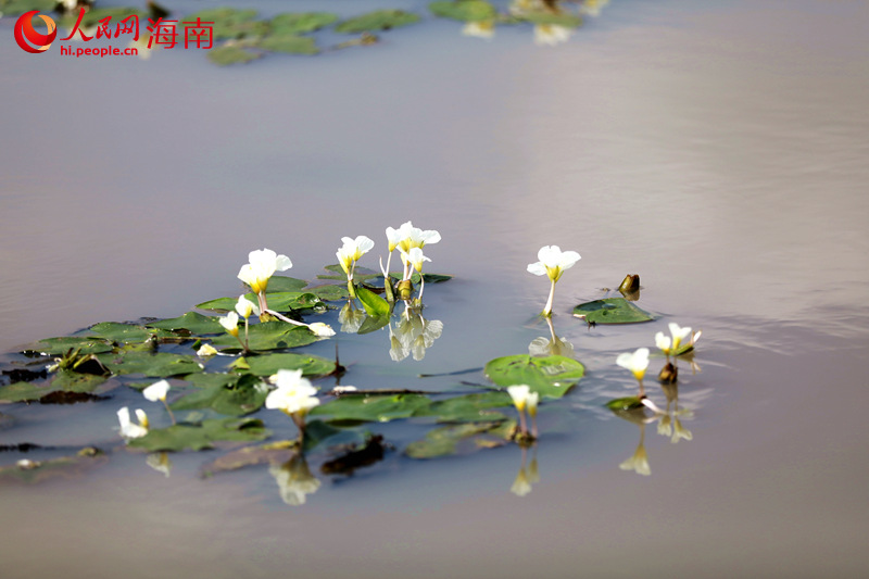 星星點(diǎn)點(diǎn)的水菜花盛開在水面上，潔白的花瓣，淡黃的花蕊，一簇簇盛放在溪面上。 人民網(wǎng) 孟凡盛攝