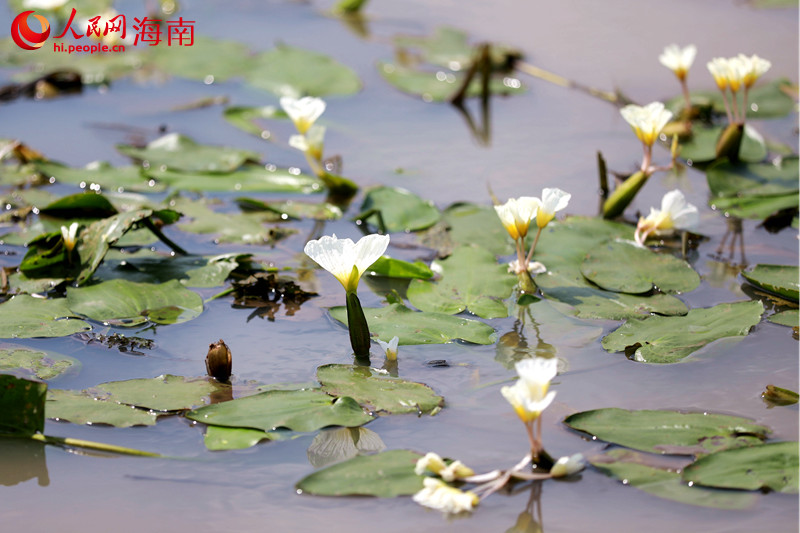 水菜花是國家二級重點保護野生植物，分布在瓊北火山熔巖地區(qū)，每年2月中旬是水菜花的繁花期。 人民網(wǎng) 孟凡盛攝