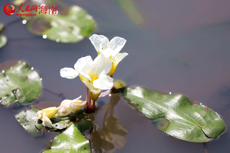 水菜花在水間綻放潔白如雪、峭立翩翩，宛若水中仙子。 人民網(wǎng) 孟凡盛攝