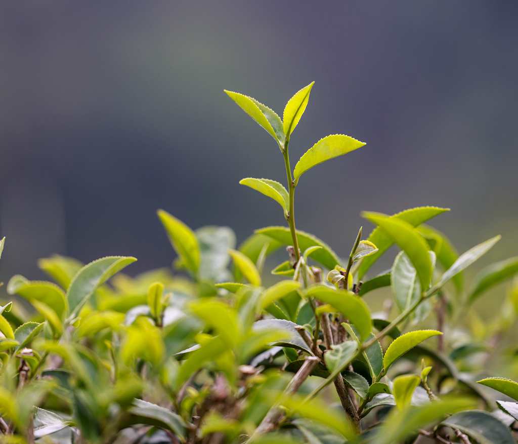 茶園里一片片新芽翠綠欲滴。 張江英 攝