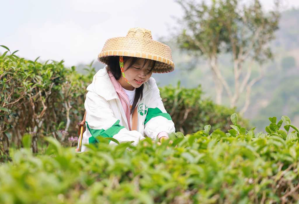 村民們正忙著采摘春茶。 張江英 攝 