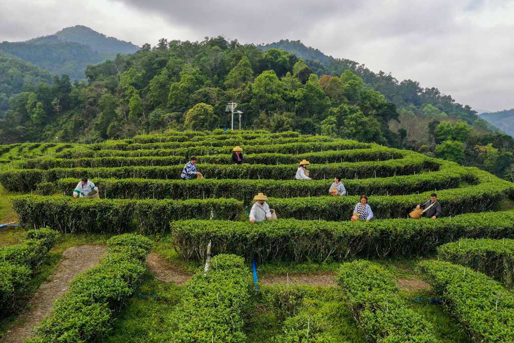 時(shí)下正是春茶采摘的最佳時(shí)期，村民們正忙著采摘春茶。 張江英 攝 