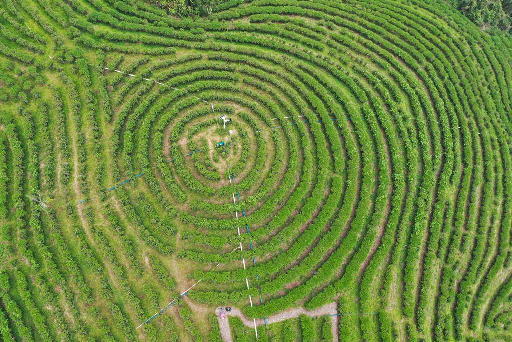 五指山市水滿鄉(xiāng)的茶園郁郁蔥蔥。 張江英 攝