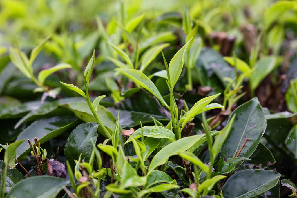 茶園里一片片新芽翠綠欲滴。 張江英 攝