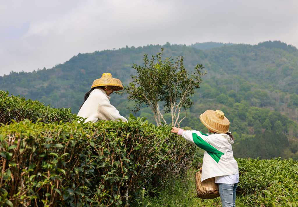 村民們正忙著采摘春茶。 張江英 攝