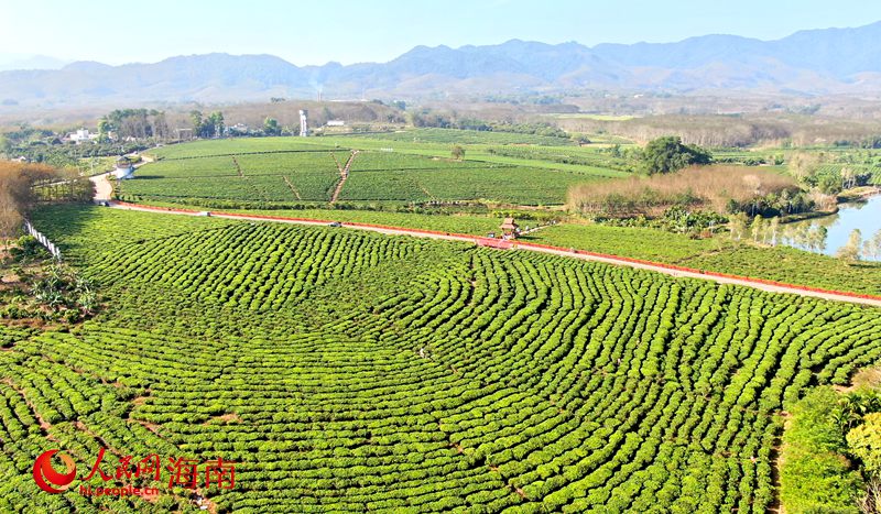 茶香氤氳的白沙生態(tài)茶園。人民網(wǎng) 符武平攝