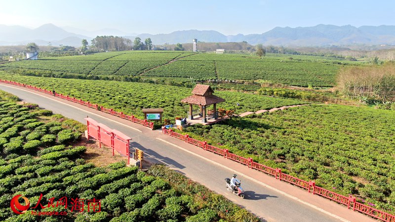 白沙生態(tài)茶園滿山滿坡的茶樹郁郁蔥蔥，目之所及皆是綠，風(fēng)景宜人。人民網(wǎng) 符武平攝