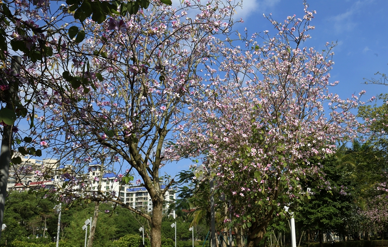 美舍河濕地公園邊的宮粉紫荊花。王德廣攝