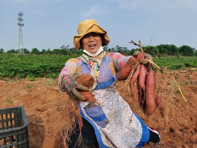 園區(qū)工人在田間展示收獲的三角寧地瓜。王金丹攝