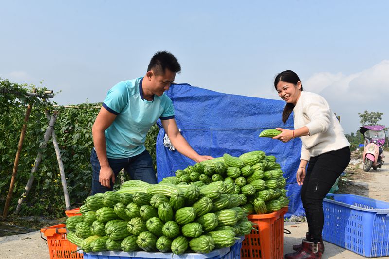 村民將苦瓜裝箱。林小丹攝