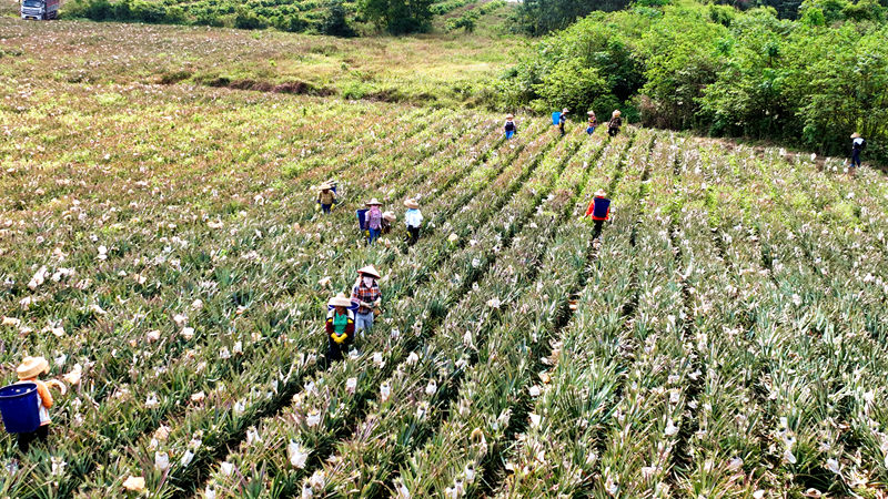 基地里工人們正忙著收割鳳梨。符式飛攝