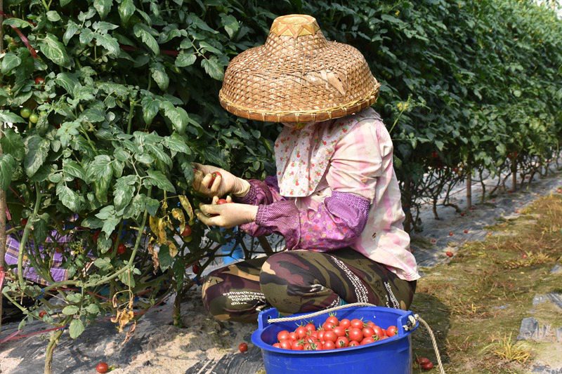 工人采摘圣女果。馮靜雯攝