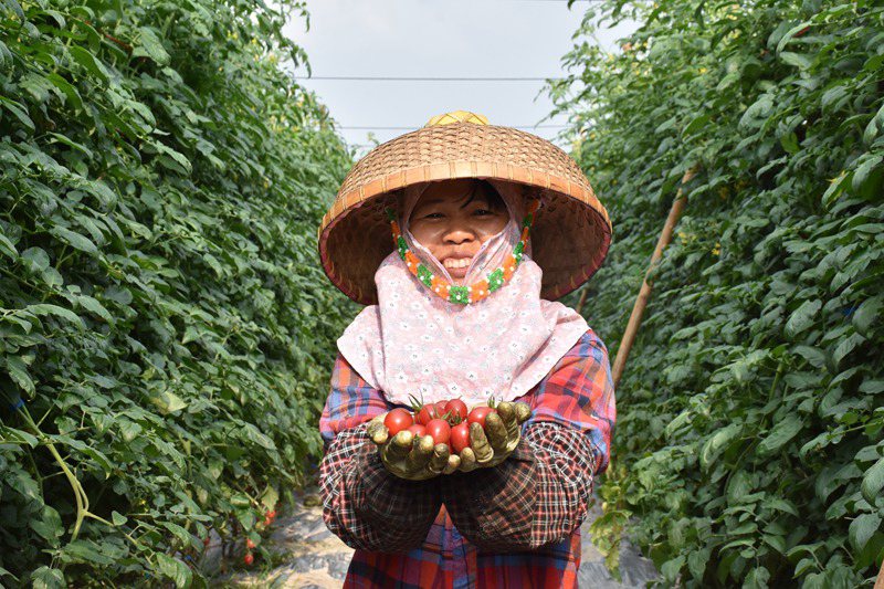 圣女果迎來豐收。馮靜雯攝