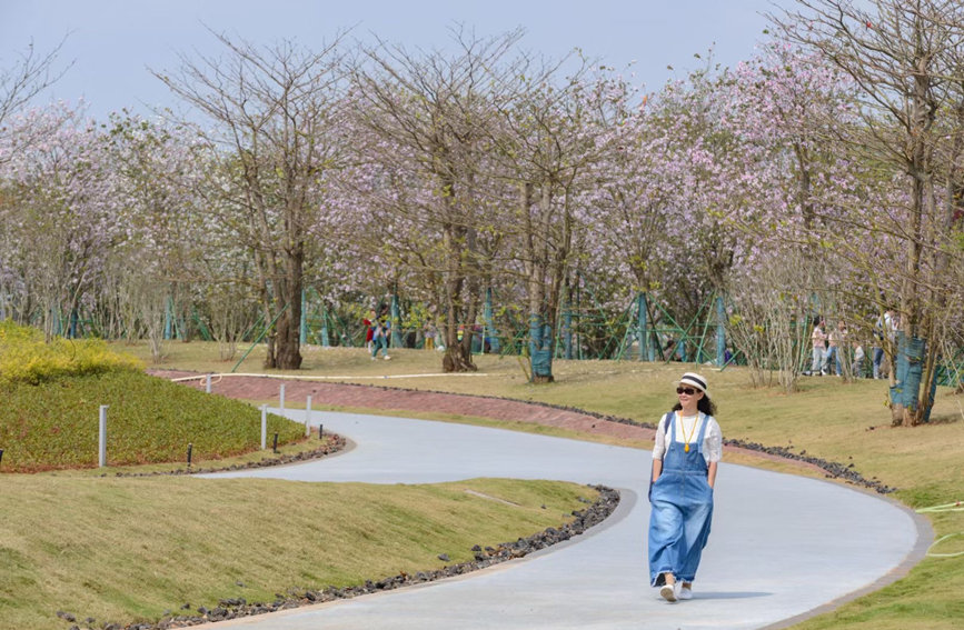 人們從海口西秀公園盛開的春花下經(jīng)過。王實攝