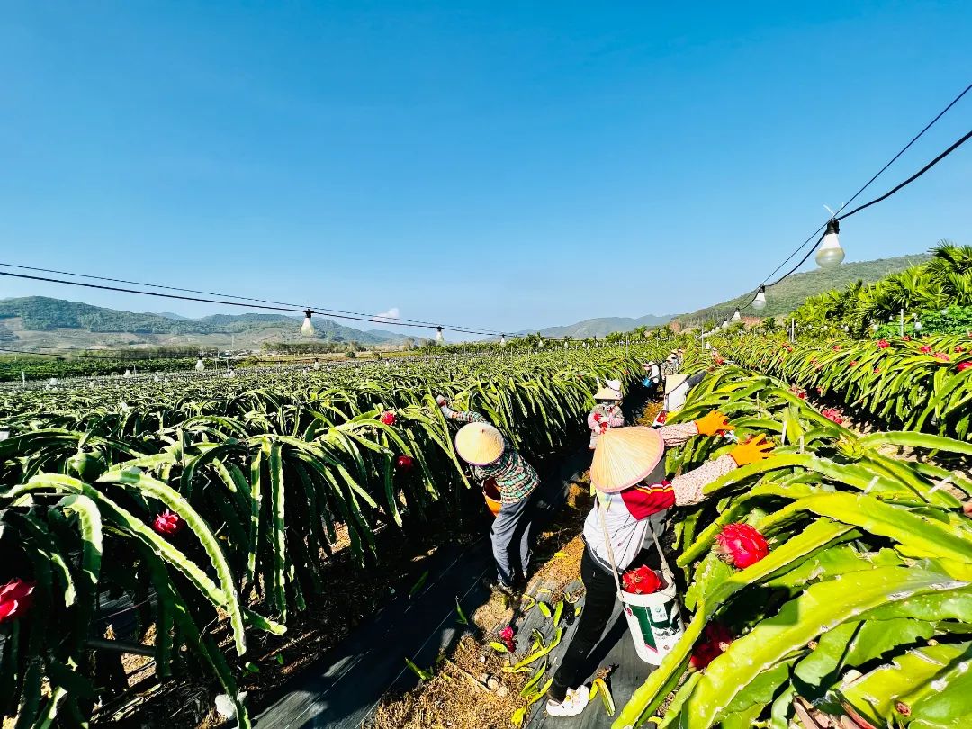 海南省東方市火龍果種植基地里，村民正在采收火龍果。平關(guān)文攝