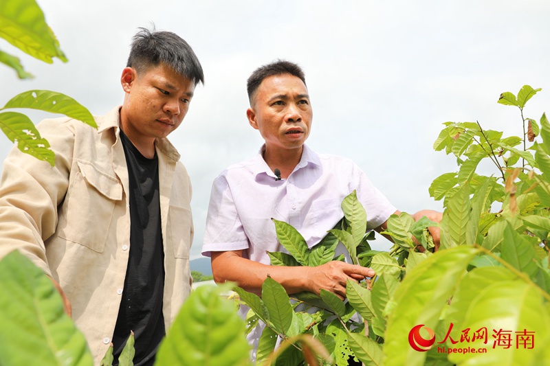 陳波在田間指導返鄉(xiāng)青年種植紅毛丹。人民網(wǎng) 符武平攝