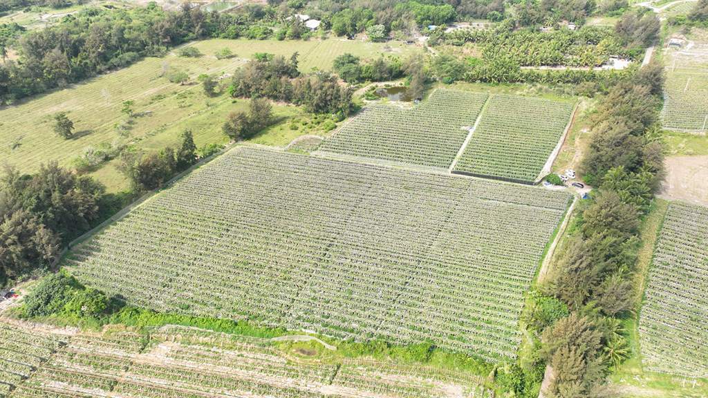 黑皮冬瓜種植地。唐春霞攝